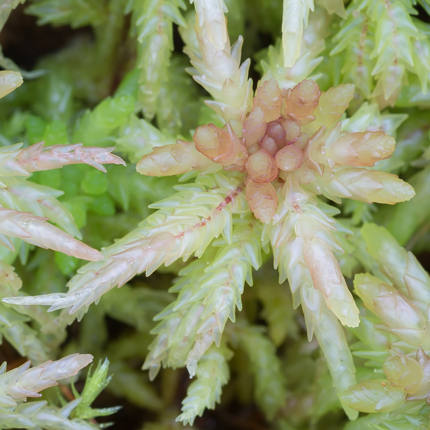 Image of Sphagnum divinum specimen.