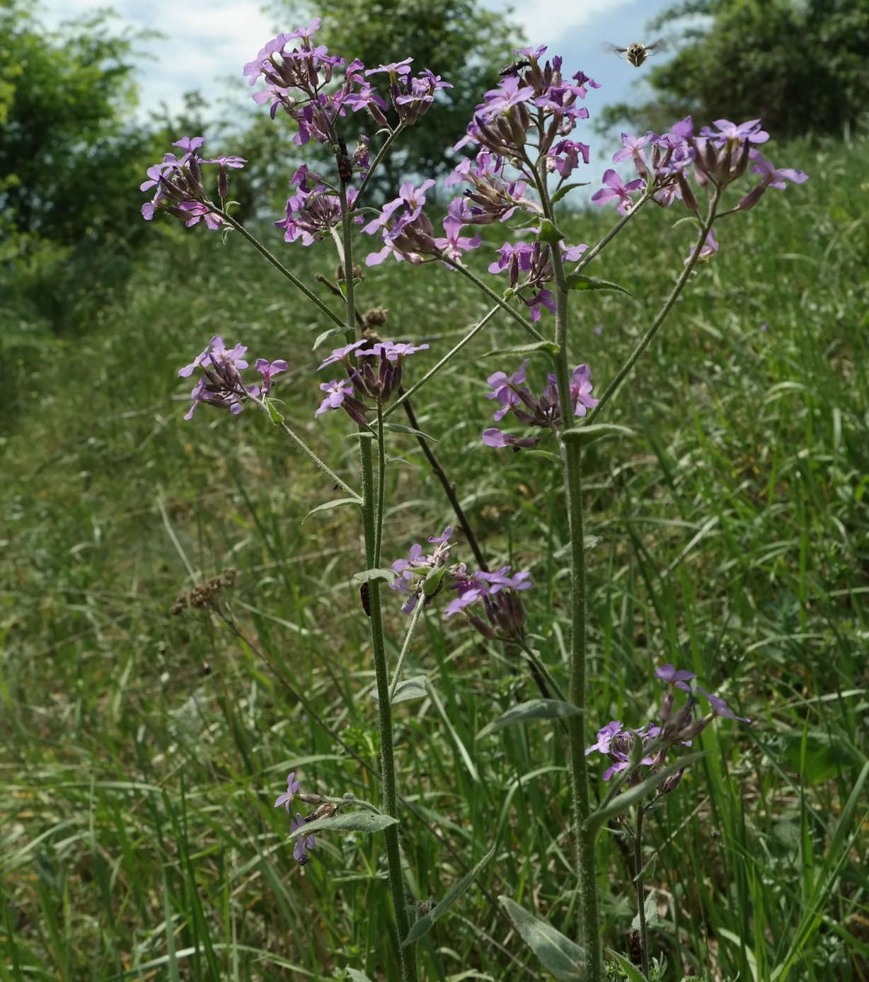 Image of Hesperis pycnotricha specimen.