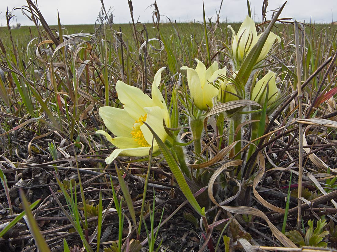 Image of Pulsatilla orientali-sibirica specimen.