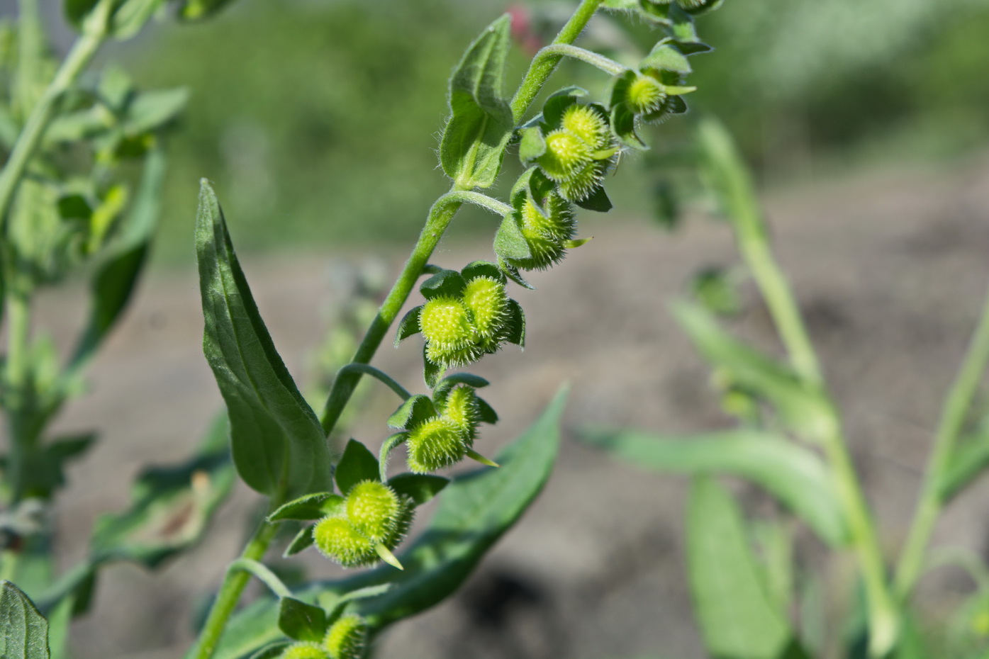 Image of Cynoglossum officinale specimen.