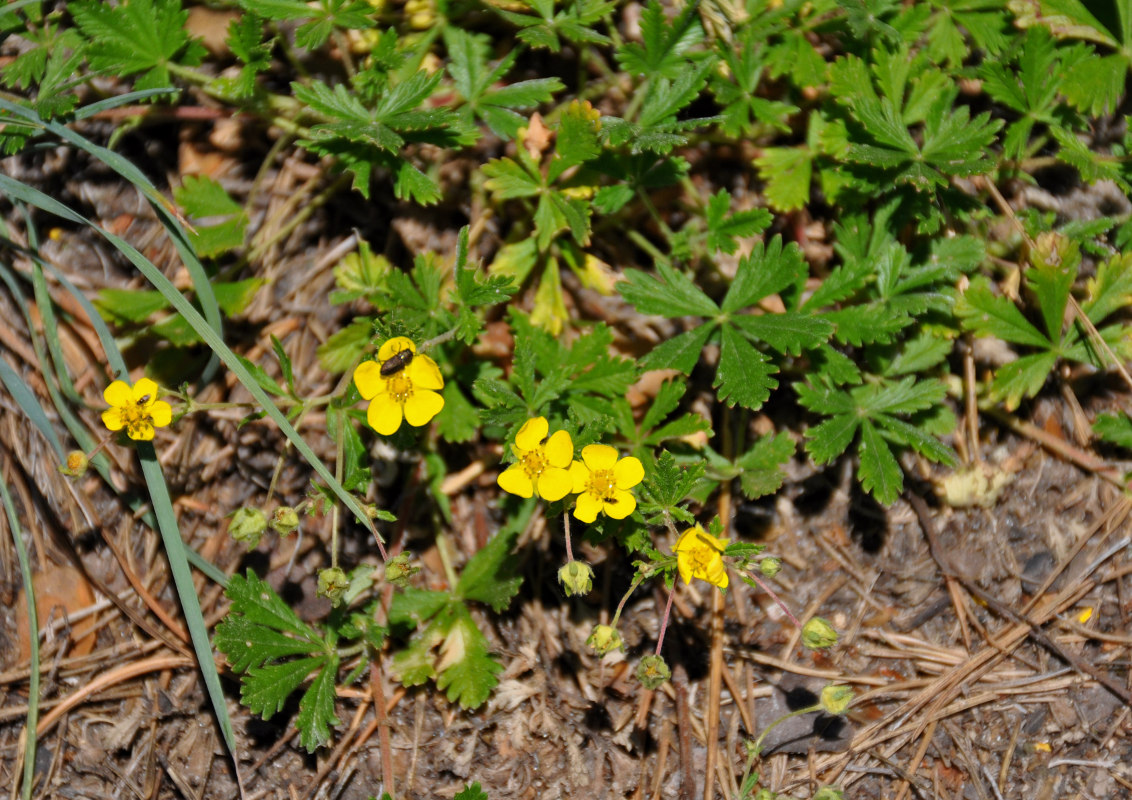 Изображение особи род Potentilla.