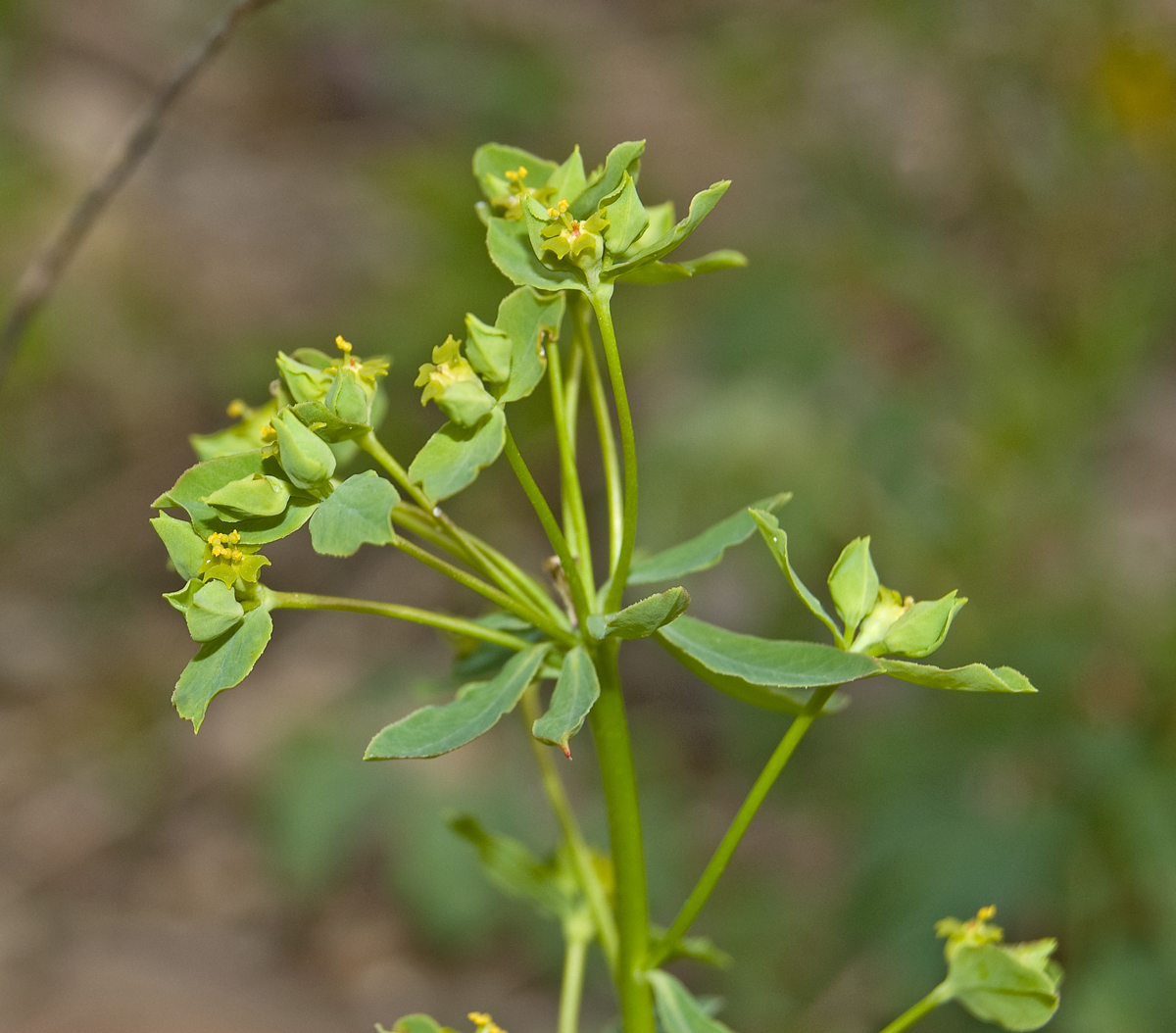 Изображение особи Euphorbia korshinskyi.