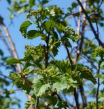 Crataegus chlorocarpa