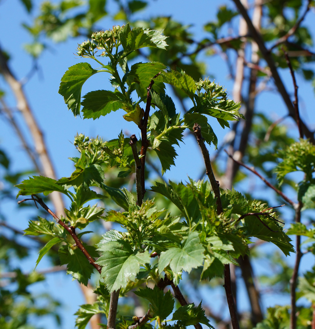 Изображение особи Crataegus chlorocarpa.