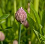 Allium schoenoprasum