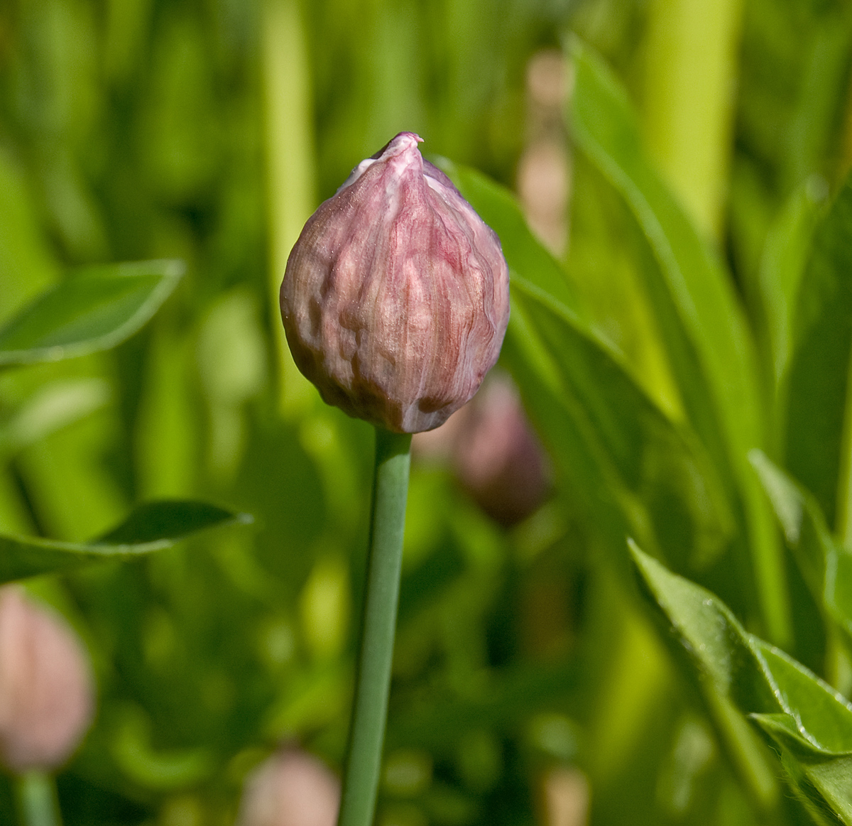 Изображение особи Allium schoenoprasum.