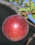 Prunus cerasifera. Плод. Узбекистан, г. Ташкент, пос. Улугбек. 07.07.2018.