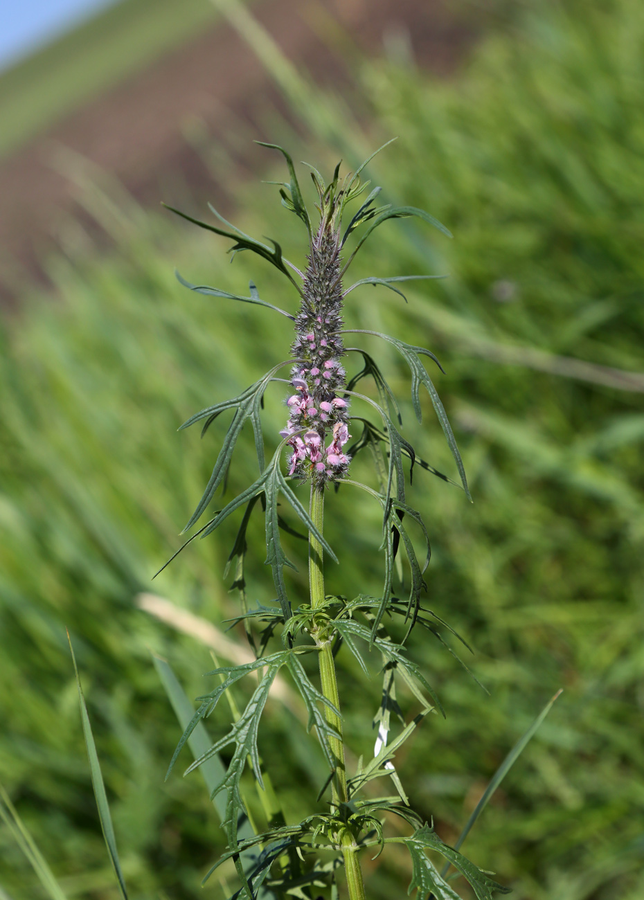 Изображение особи Leonurus deminutus.