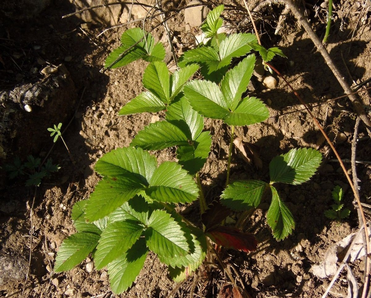 Image of Fragaria vesca specimen.