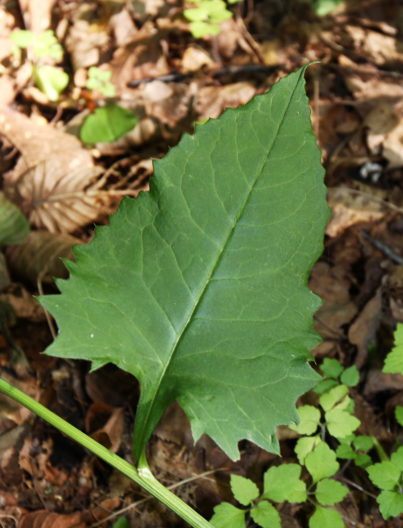 Image of Saussurea subtriangulata specimen.