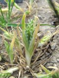 Sclerochloa dura