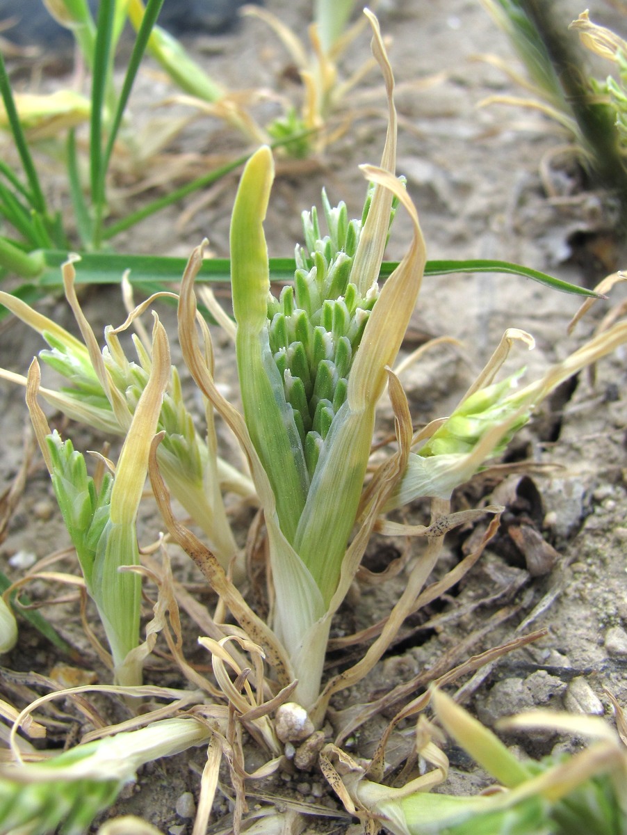 Изображение особи Sclerochloa dura.