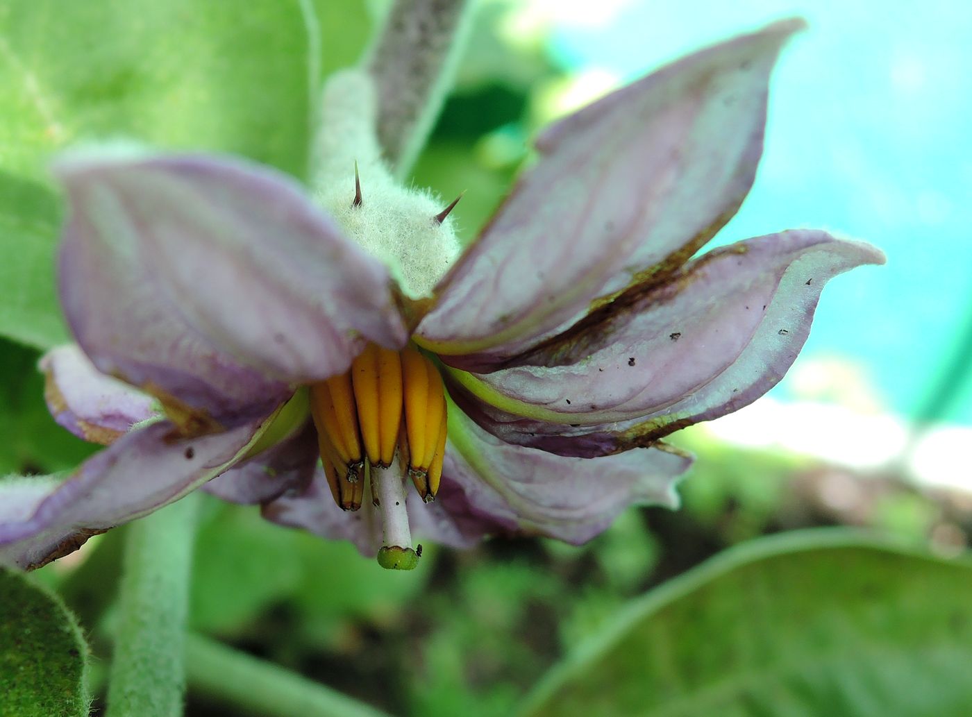 Изображение особи Solanum melongena.