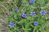 Gentiana septemfida