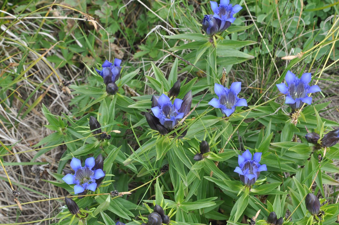 Изображение особи Gentiana septemfida.