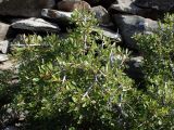 Rhamnus lycioides ssp. oleoides