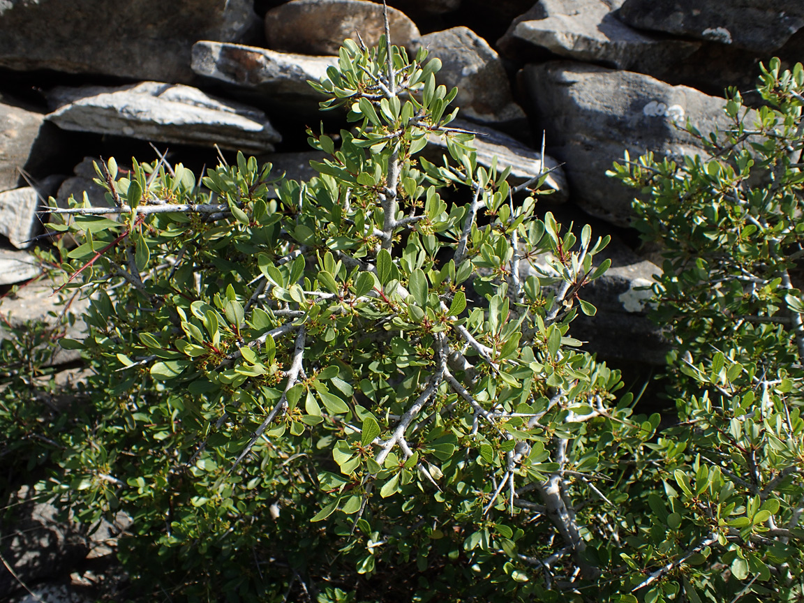 Image of Rhamnus lycioides ssp. oleoides specimen.