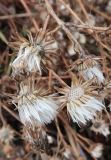 Senecio erucifolius