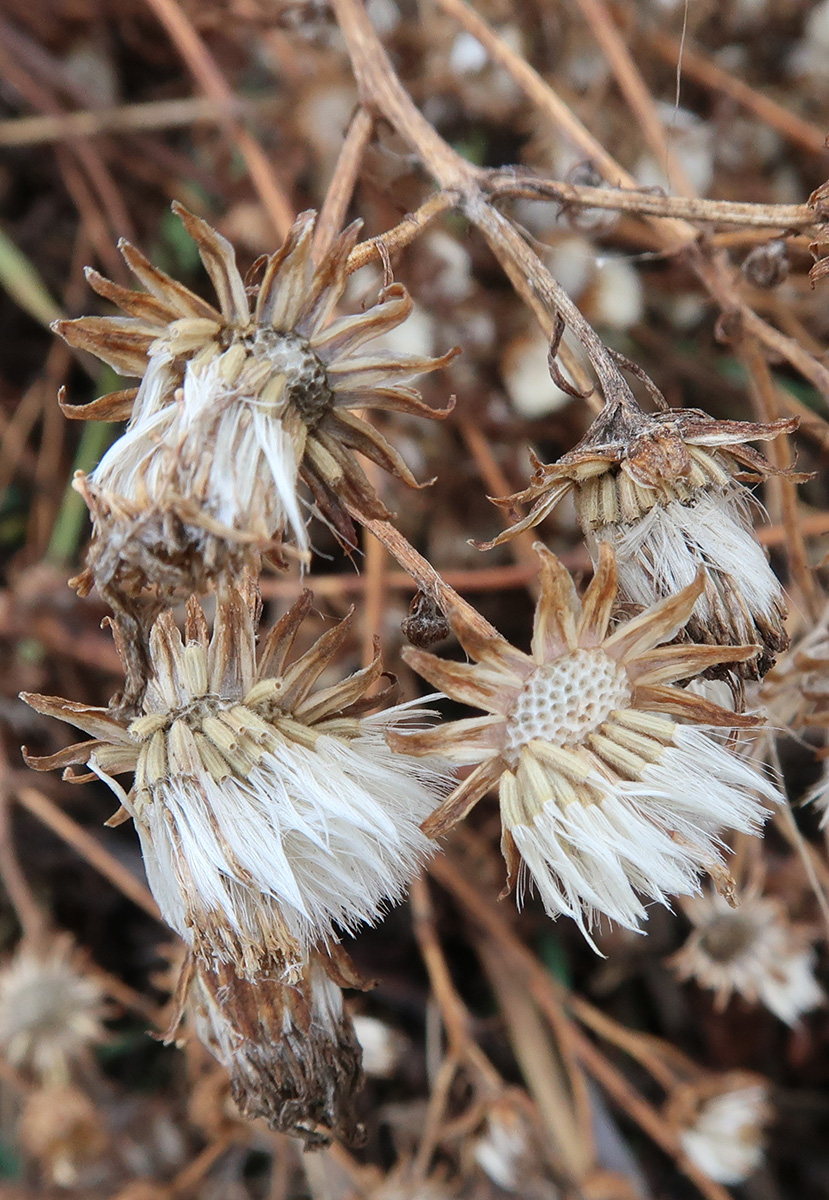 Image of Senecio erucifolius specimen.