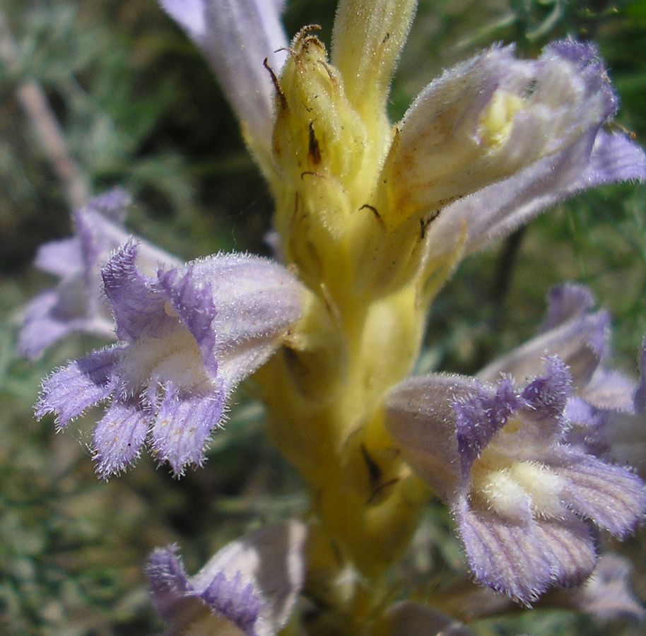 Image of Phelipanche arenaria specimen.