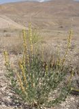 Reseda microcarpa