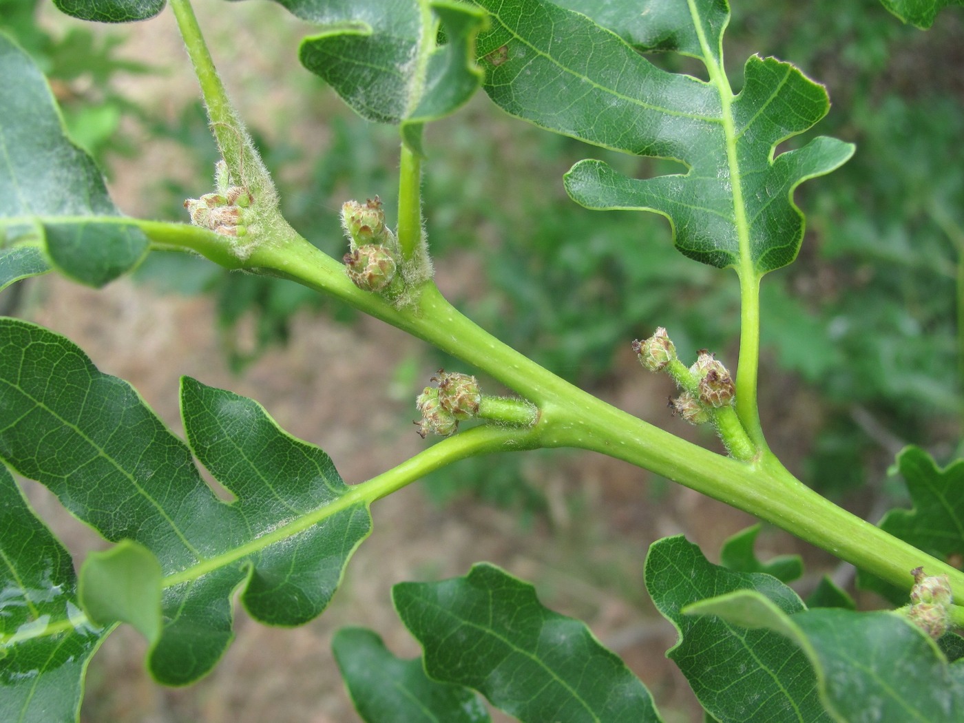 Изображение особи Quercus calcarea.