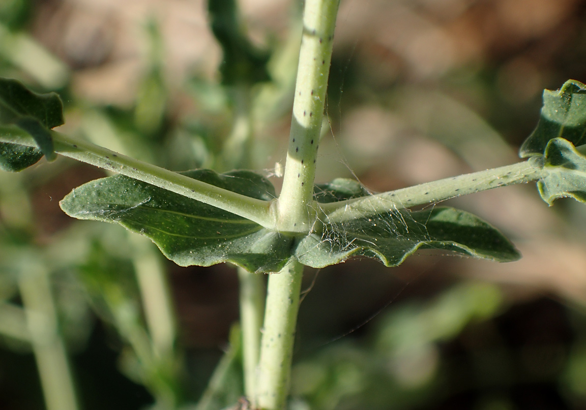 Image of Hypericum triquetrifolium specimen.