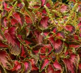 Coleus scutellarioides