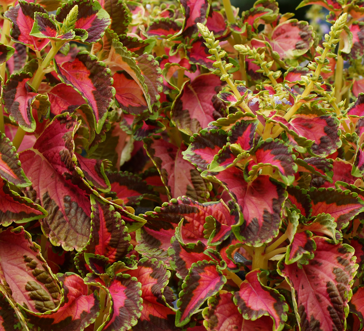 Image of Coleus scutellarioides specimen.