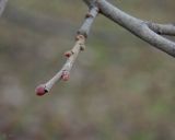 Tilia mandshurica