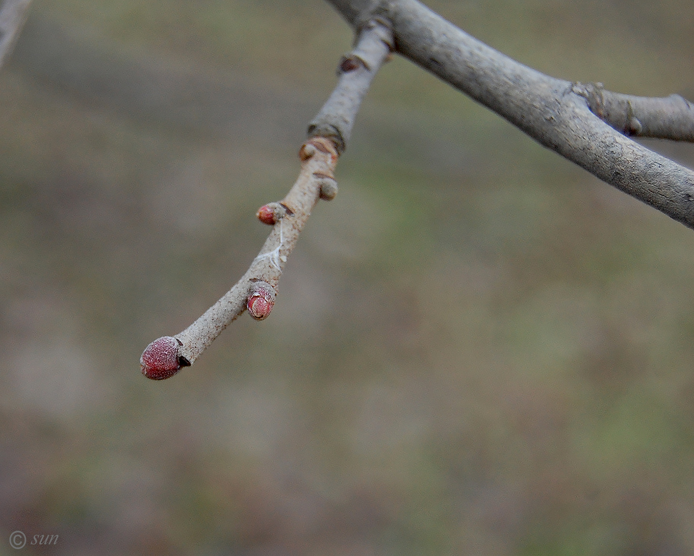 Image of Tilia mandshurica specimen.