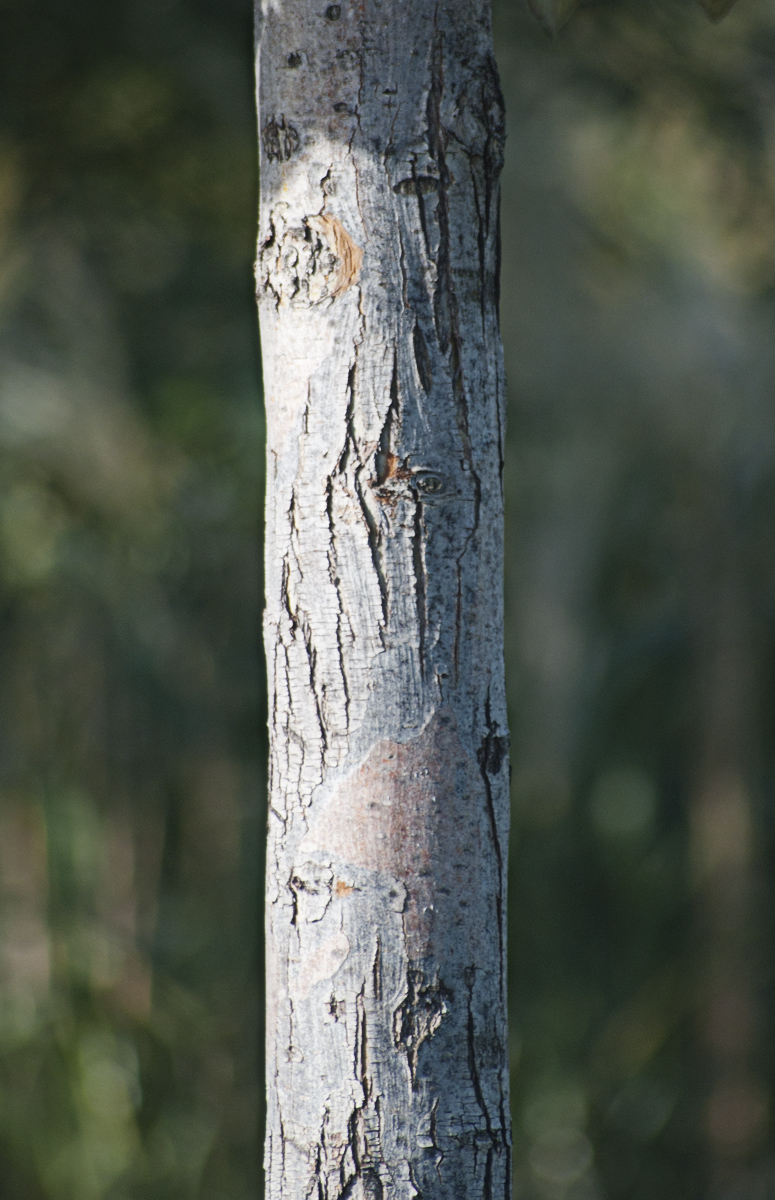 Изображение особи род Crataegus.