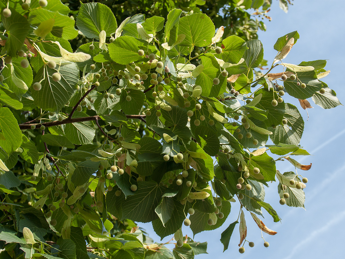 Изображение особи Tilia europaea.