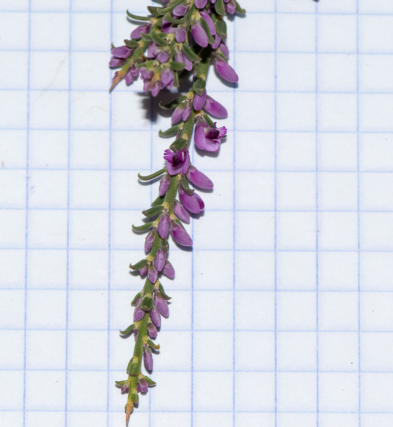 Image of Muraltia spinosa specimen.