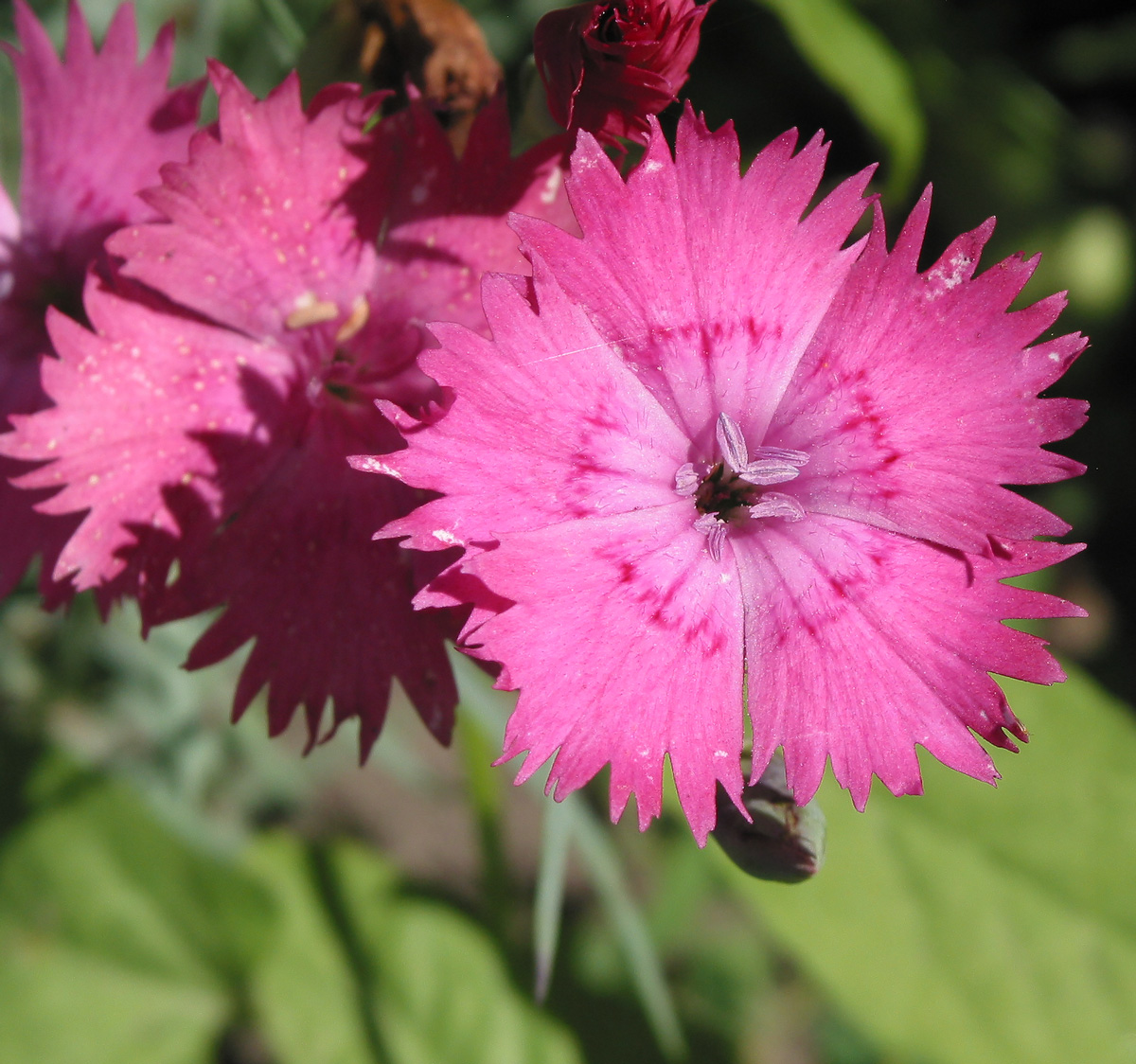 Изображение особи род Dianthus.