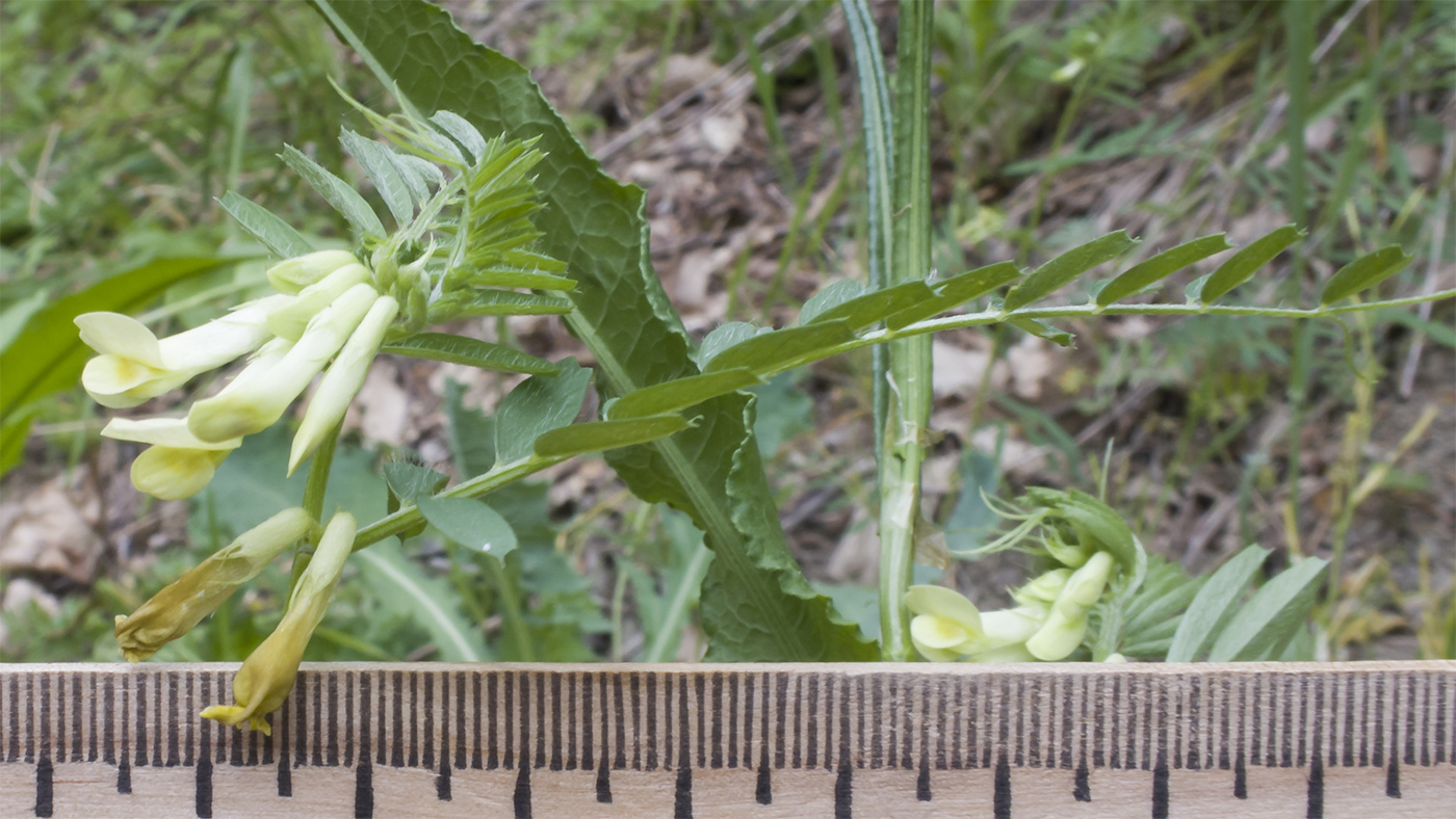 Image of Vicia ciliatula specimen.