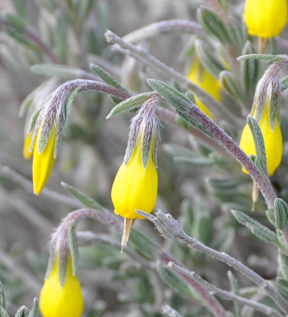Image of Onosma fruticosa specimen.