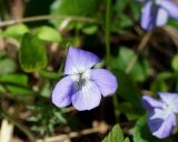 Viola sacchalinensis