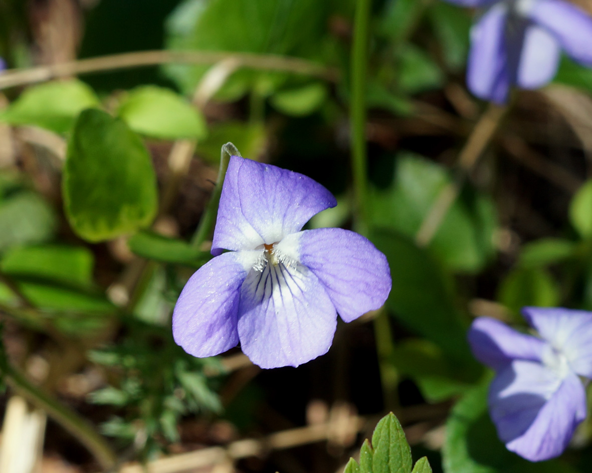 Изображение особи Viola sacchalinensis.