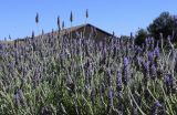 Lavandula dentata