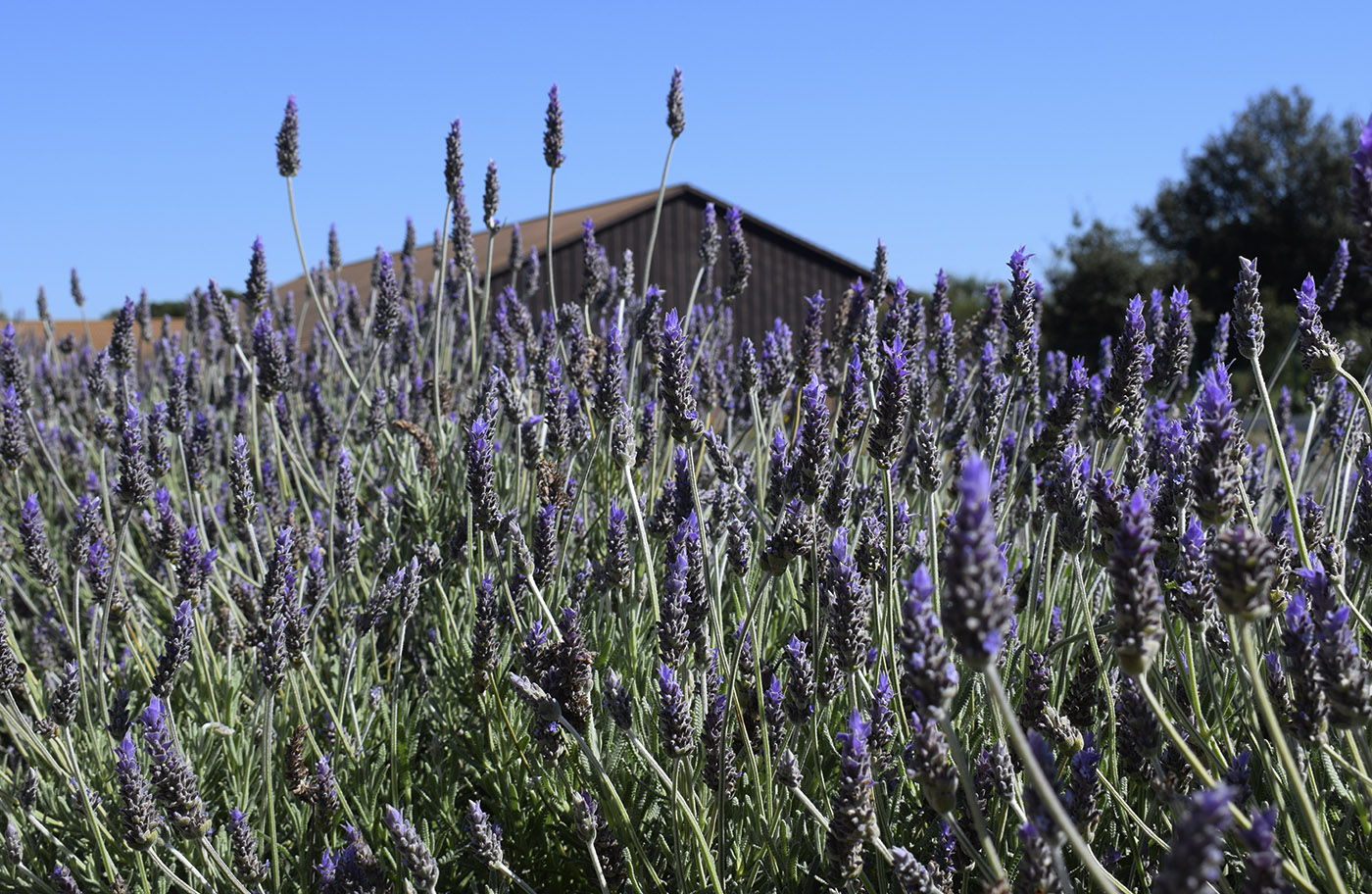 Изображение особи Lavandula dentata.