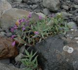 Chamaenerion latifolium