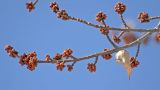 Acer saccharinum