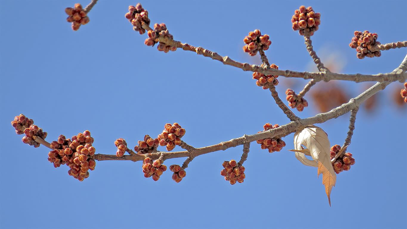 Изображение особи Acer saccharinum.