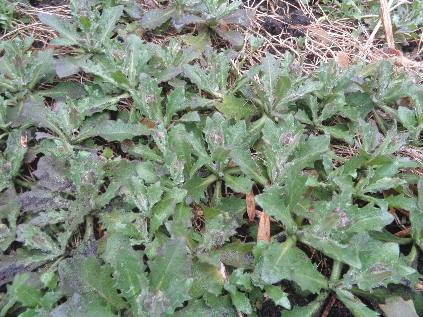 Image of Arabis caucasica specimen.