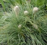 Asphodeline taurica