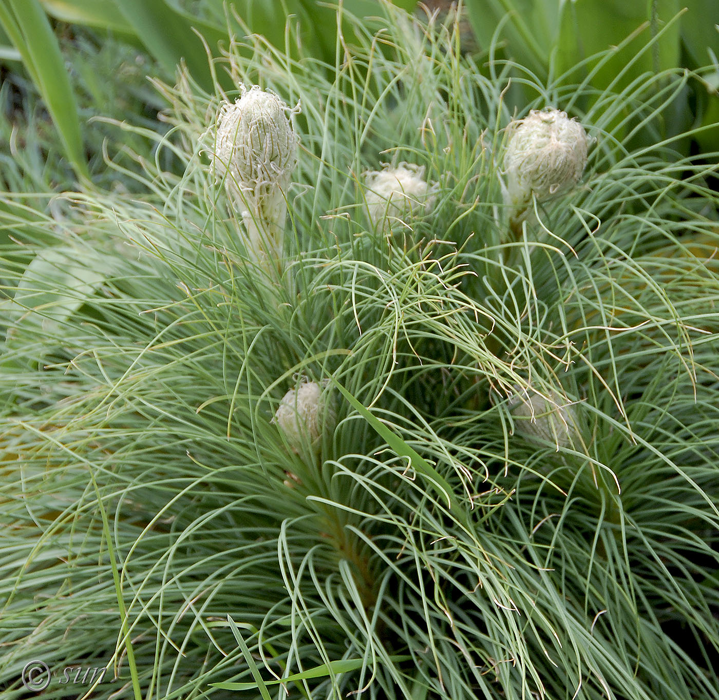 Изображение особи Asphodeline taurica.