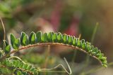 Astragalus monspessulanus. Лист. Испания, Каталония, провинция Жирона, комарка Альт-Эмпорда, окр. г. Фигерас, луг на крепостных валах. 31.03.2019.