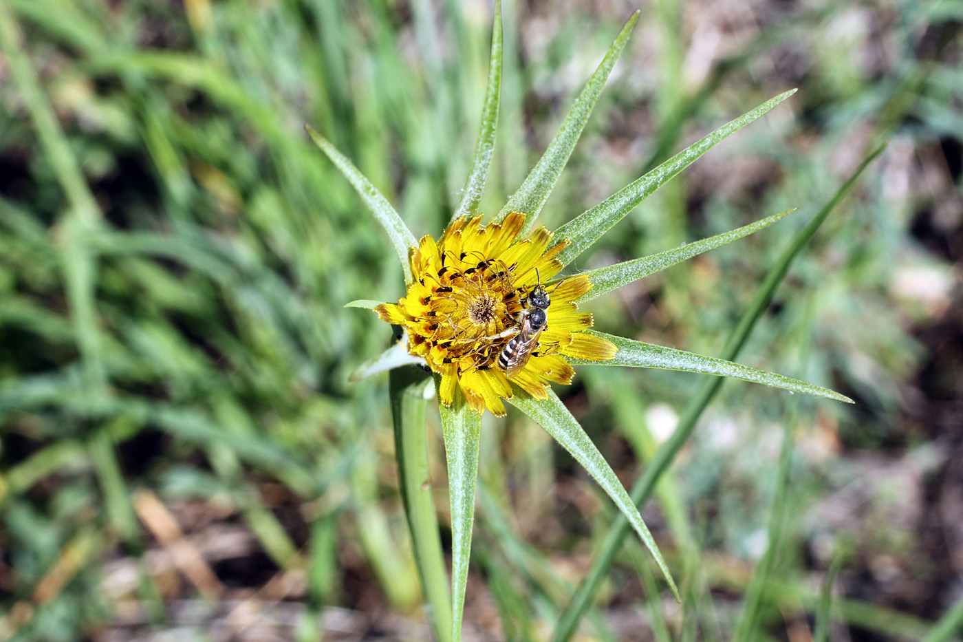 Image of Tragopogon turkestanicus specimen.