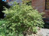 Lonicera xylosteum. Цветущее растение. Тверская обл., г. Тверь, Пролетарский р-н, просп. Ленина, около многоэтажки. 18 мая 2019 г.